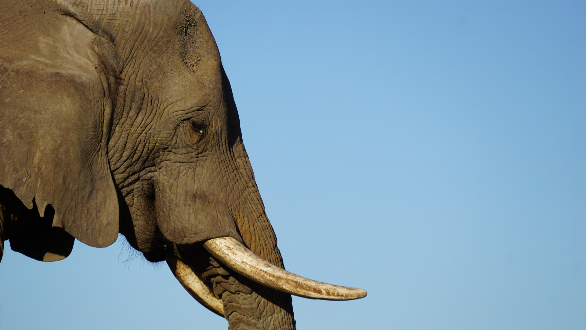 Eléphant en Afrique du Sud