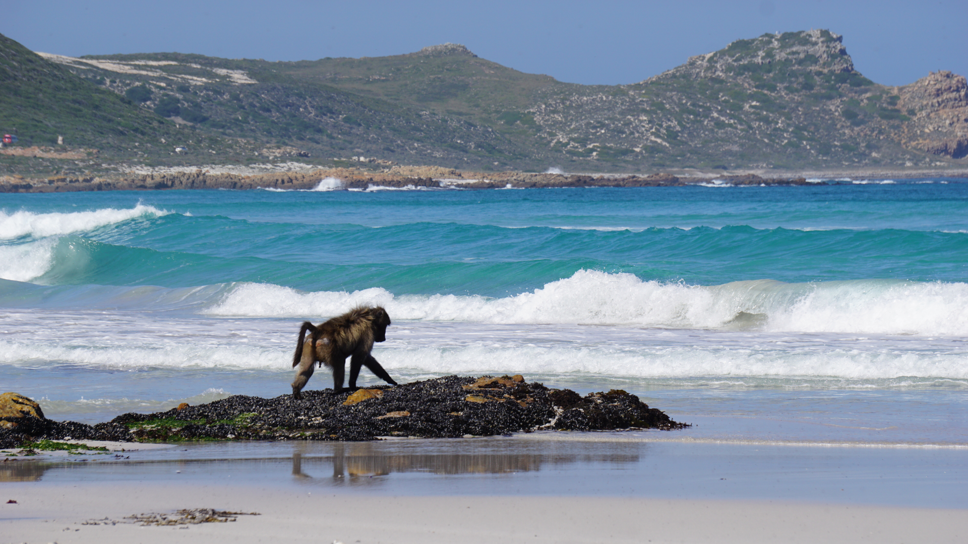 Babouin sur une plage d'Afrique du Sud